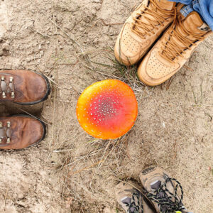 Paddestoelen bij Loonse en Drunense duinen