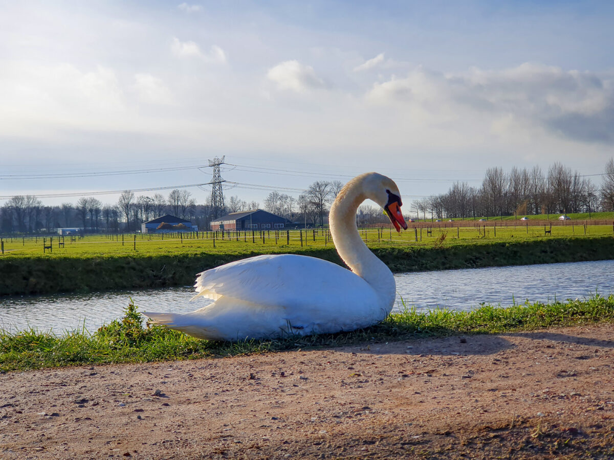 Nieuwe Hollandse Biesbosch