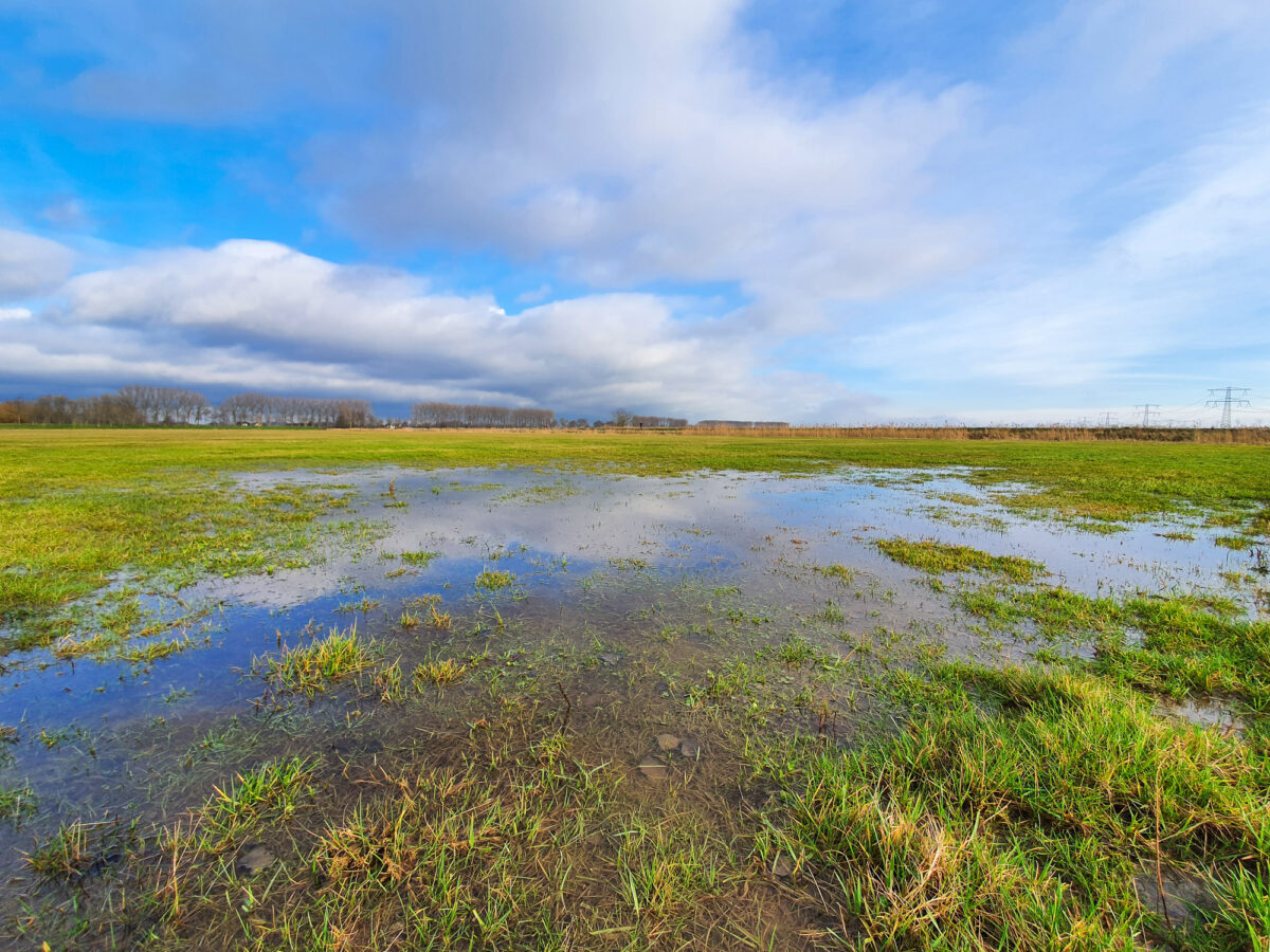 Nieuwe Hollandse Biesbosch