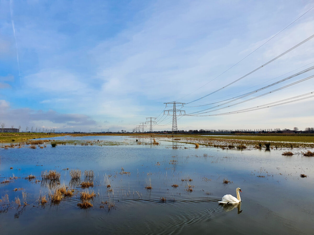 Nieuwe Hollandse Biesbosch