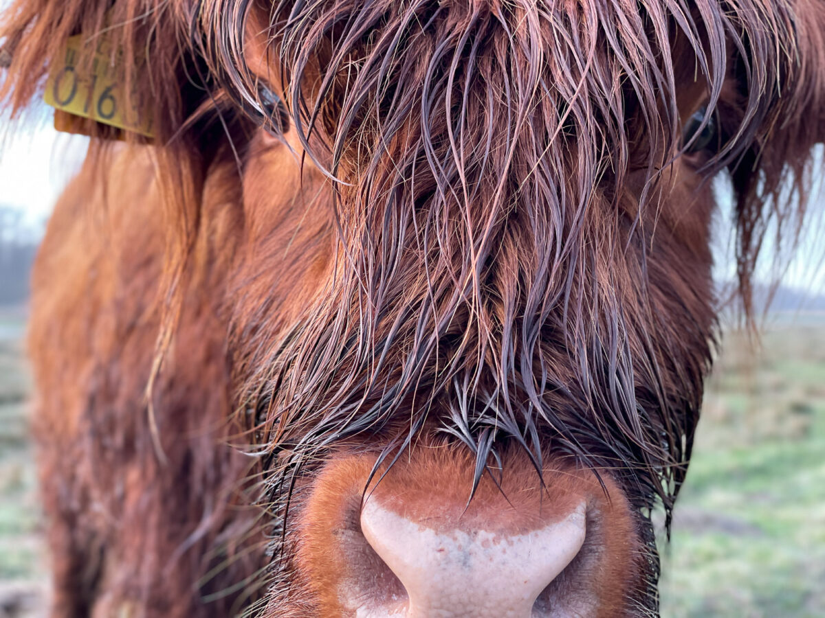 Strijensas Hooglanders