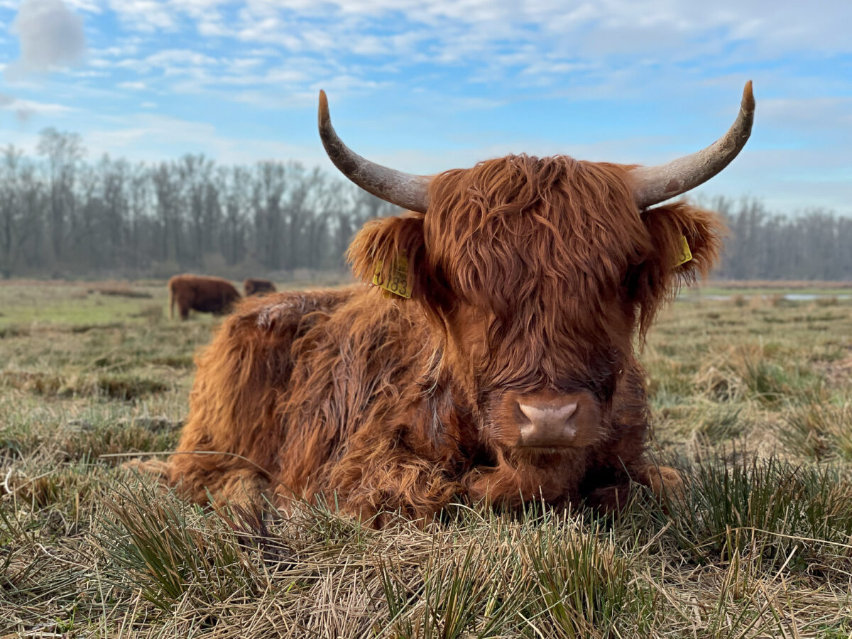 Strijensas Hooglanders