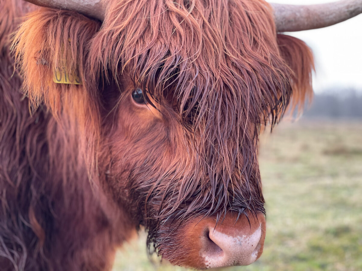 Strijensas Hooglanders